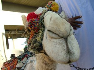 Egypten-039