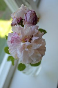 blomma